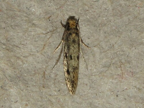 Niditinea orleansella
