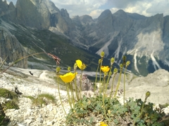 Papaver alpinum