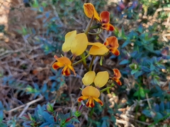 Diuris brumalis