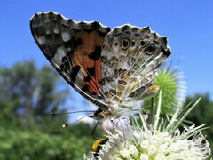 Vanessa cardui