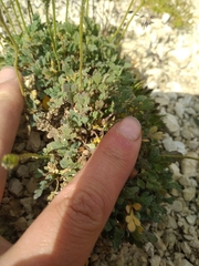Papaver alpinum