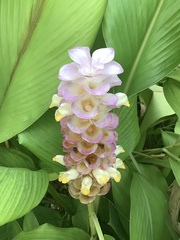 Curcuma pseudomontana