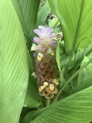 Curcuma pseudomontana