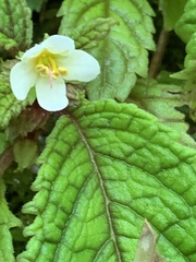 Amalophyllon albiflorum