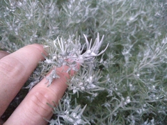 Artemisia schmidtiana