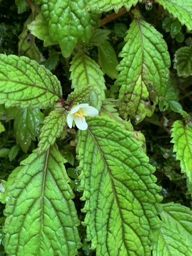 Amalophyllon albiflorum