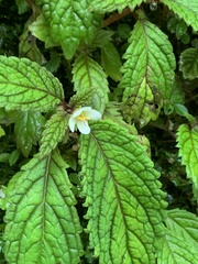 Amalophyllon albiflorum