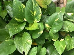 Epipremnum aureum