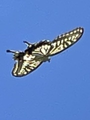 Papilio xuthus