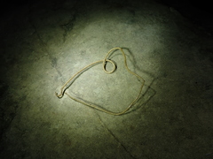 Chordodes formosanus