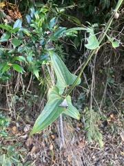 Dioscorea japonica