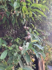 Dioscorea japonica