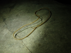 Chordodes formosanus