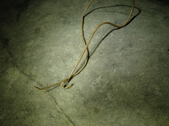 Chordodes formosanus
