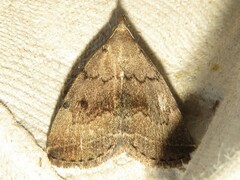 Zanclognatha dentata