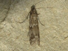 Ortholepis pasadamia