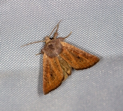 Photedes fluxa