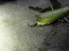 Chordodes formosanus
