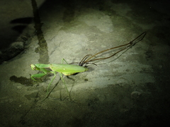 Chordodes formosanus