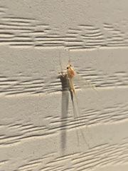 Maccaffertium terminatum