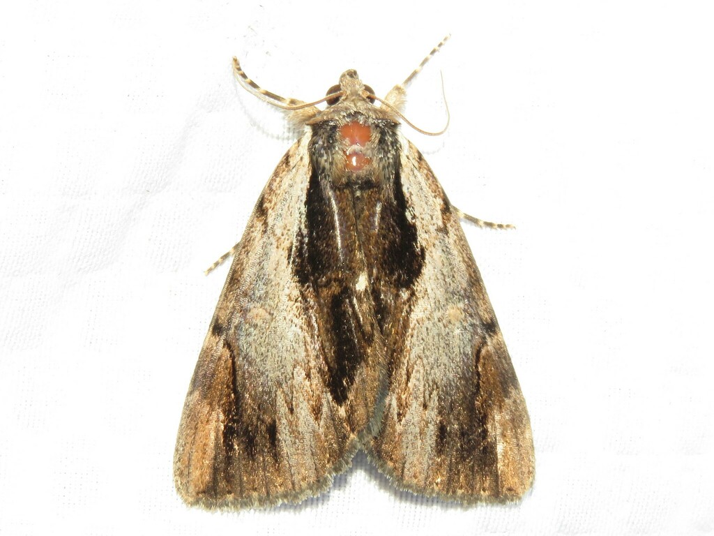 Ultronia Underwing