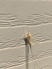 Maccaffertium terminatum