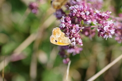 Origanum majorana