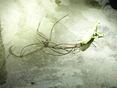 Chordodes formosanus