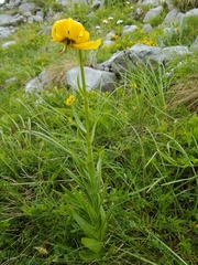 Lilium albanicum