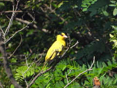 Oriolus chinensis
