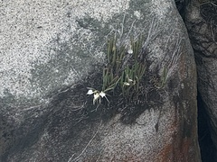 Brassavola nodosa