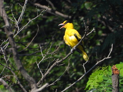 Oriolus chinensis