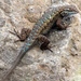 Island Fence Lizard - Photo (c) Liam O'Brien, some rights reserved (CC BY-NC), uploaded by Liam O'Brien