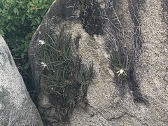 Brassavola nodosa