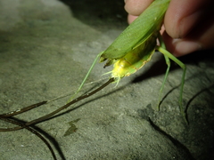 Chordodes formosanus