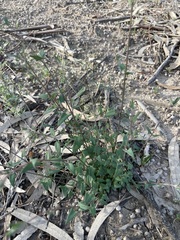 Chenopodium nutans nutans