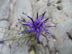 Phyteuma scheuchzeri