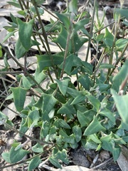 Chenopodium nutans nutans