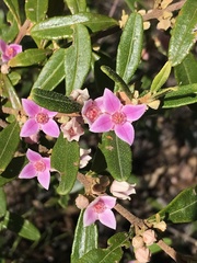 Boronia odorata