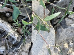 Chenopodium nutans nutans