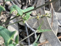 Chenopodium nutans nutans