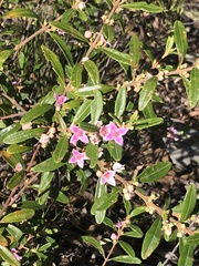 Boronia odorata