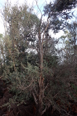 Leptospermum glaucescens