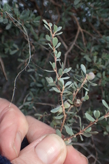 Leptospermum glaucescens