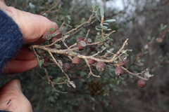 Leptospermum glaucescens