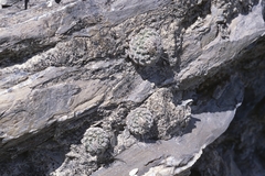 Strombocactus disciformis disciformis