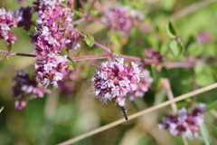 Origanum majorana