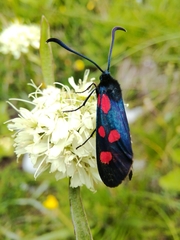 Zygaena angelicae