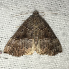 Hypena deceptalis