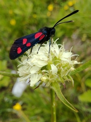Zygaena angelicae